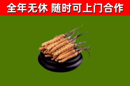 攸市烟酒回收冬虫夏草.jpg